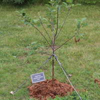 image of young tree